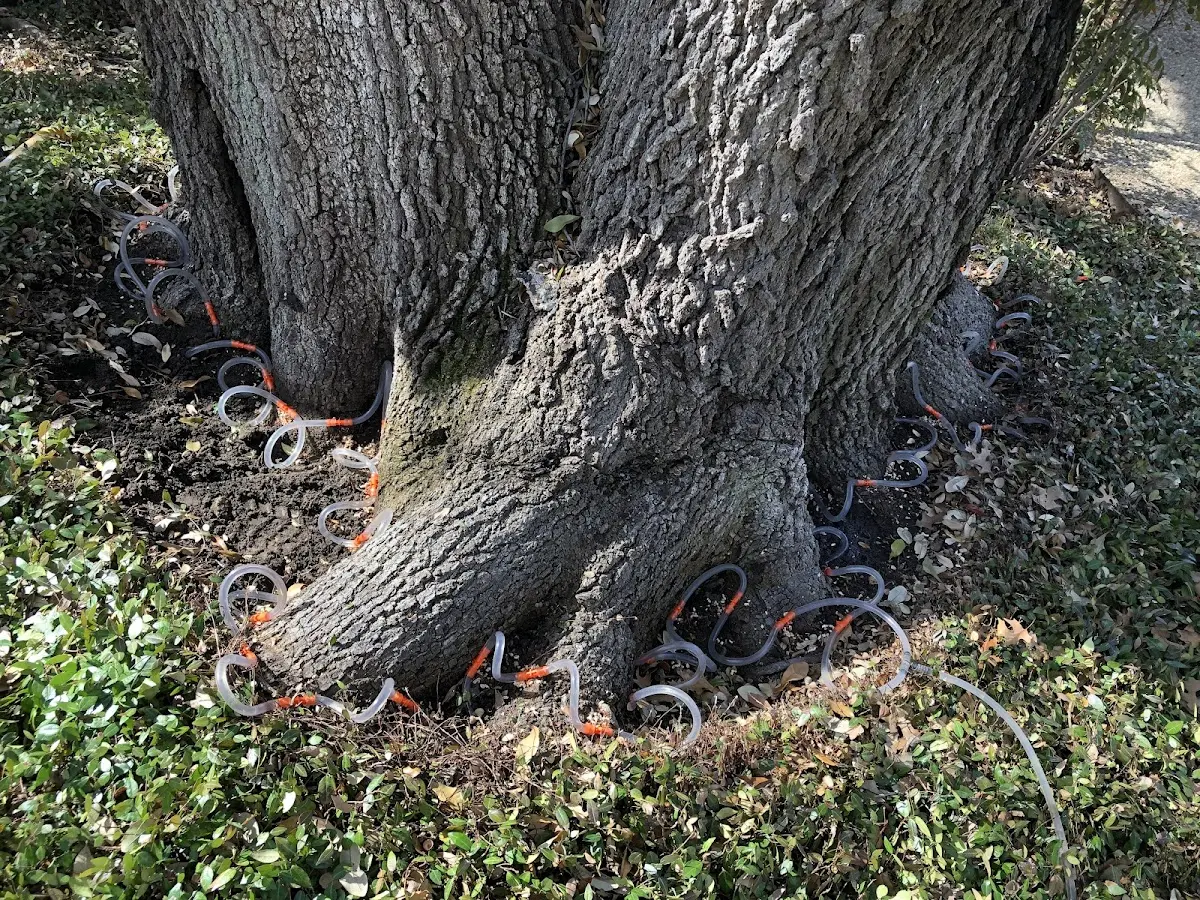 Detailed Tree Cabling and Bracing job site in Cortland